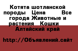 Котята шотланской породы › Цена ­ 40 - Все города Животные и растения » Кошки   . Алтайский край